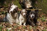 BORDER COLLIE 1110